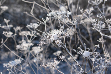 Grass inflorescence covered with snow and ice