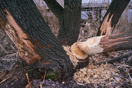 Tree Trunks that has been Gnawed by European Beaver (Castor fiber), Hungary, Nagyteveli - to