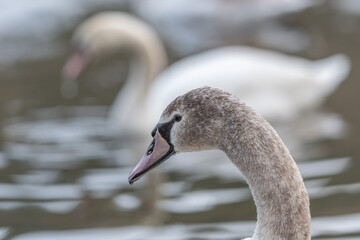 junger Höckerschwan