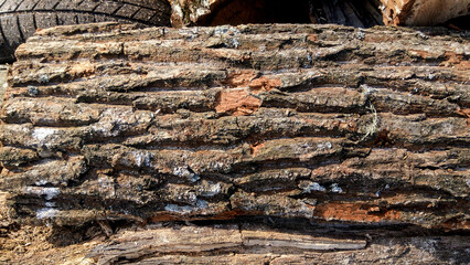 bark of a tree