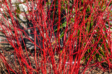 Obraz premium Cornus alba 'Sibirica' shrub with crimson red stems in winter and red leaves in autumn commonly known as Siberian dogwood, stock photo image