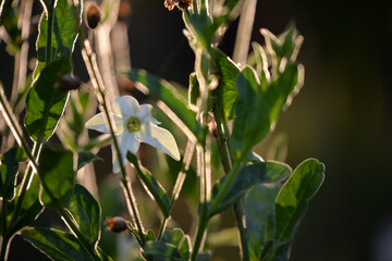 the queen of the night flower. Nicotiana alata night plant in the garden