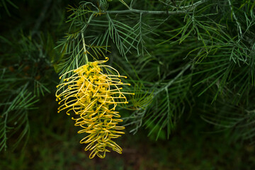 Yellow Grevillea flowers are blooming, beautiful and outstanding in nature.