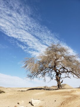 desierto de nasca