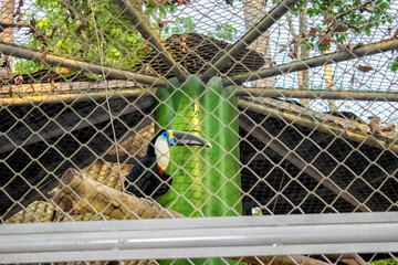 toucan in the zoo
