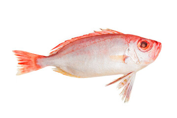red bigeye fish (1)