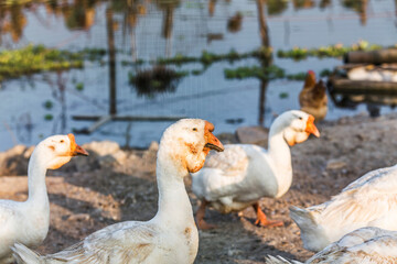 geese animals