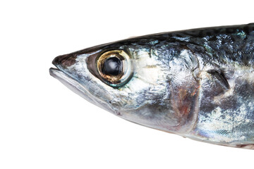 spanish mackerel