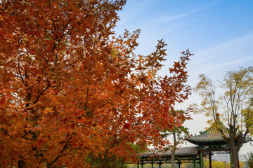 In autumn, the beautiful Yingze Park is in Taiyuan, Shanxi Province