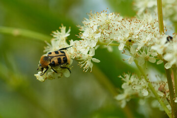 Glattschieniger Pinselkäfer ( Trichius gallicus ) auf Mädesüß	
