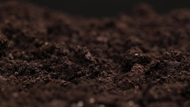 Time Lapse of one sprout growing from the ground. Growing green grass. Concept of agriculture farm, growing, eco earth, clean 