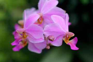 close-up of little purple orchid flowers
