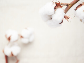 cotton blossom close-up view,background out of focus