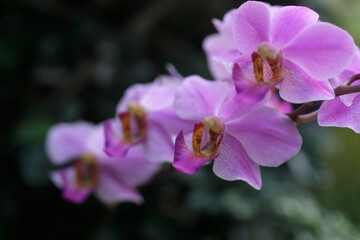 close up of pink orchid flowers in the garden