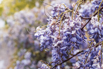 Close-up of beautiful purple wisteria flowers wet from the rain growing in the field during spring