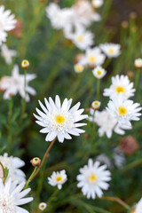 Pretty wild white daisies growing on a green meadow in spring