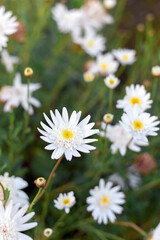 Fototapeta premium Pretty wild white daisies growing on a green meadow in spring