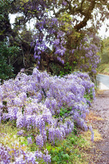 Fototapeta premium Landscape with beautiful purple wisteria flowers growing next to a road during spring