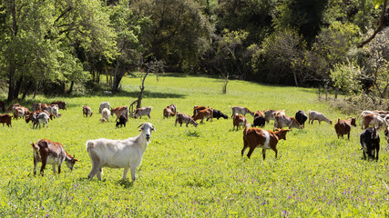 Naklejka premium Lovely goats grazing grass in a landscape with green meadow in the morning