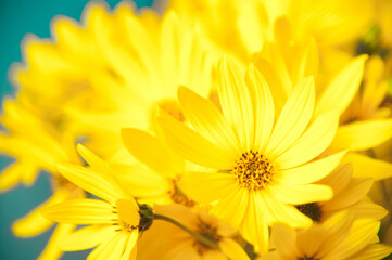 Yellow Arnica flowers postcard. Blurred background in yellow flowers. Wallpaper. Festive. Monotonous yellow.