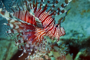 Naklejka na ściany i meble Bright lionfish-Zebra with red and white stripes swims over the sea floor.