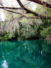 Florida Springs and Mossy Trees