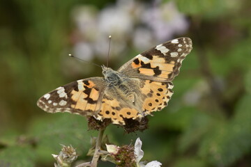 Vanessa cardui butterfly into the forest at Galicia, Spain 07-14-2019