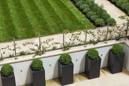 Topiary balls in powder-coated steel containers in a modern courtyard garden