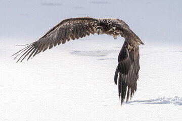 White Tailed Eagle (Haliaeetus albicilla) in flight. Also known as the ern, erne, gray eagle, Eurasian sea eagle and white-tailed sea-eagle. Wings Spread. Poland, Europe. Birds of prey.