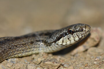 Coronella austriaca inoffensive snake found on a walk at Galicia, Spain