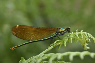 Calopteryx virgo female dragonfly on a little mountain creek at Galicia, Spain