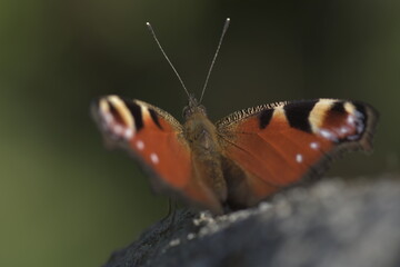 Inachis io butterfly on a rock at Galicia, Spain 05-25-2020
