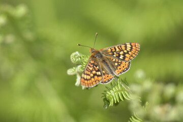 Fototapeta na wymiar Ochlodes venata butterfly into the forest at Guadalajara, Spain 05-19-2020