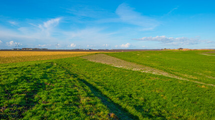 Fototapeta na wymiar Dike in a green grassy field in wetland in sunlight under a blue sky in winter, Almere, Flevoland, The Netherlands, January 24, 2021 