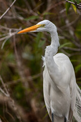 White heron at Everglades, Florida