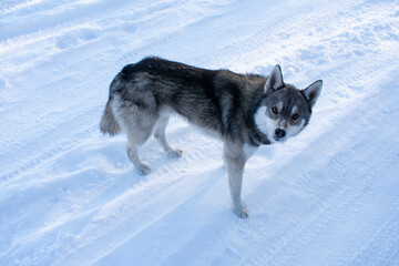 Wild stray dog ​​on the road in winter