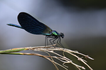 Calopteryx virgo male dragonfly on a little mountain creek at Galicia, Spain