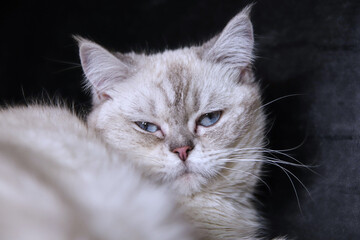 cat cat white blue eyes animal