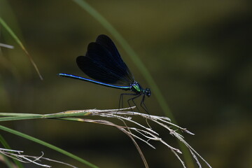 Calopteryx virgo male dragonfly on a little mountain creek at Galicia, Spain