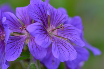 Blüten des Wiesen-Storchschnabel (Geranium pratense)	