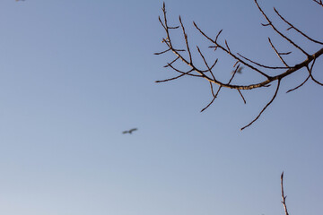 birds in flight in the blue sky 