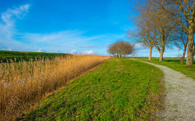 Fototapeta na wymiar Reedy edge of a canal in a green grassy landscape in wetland in sunlight under a blue sky in winter, Almere, Flevoland, Netherlands, January 24, 2021
