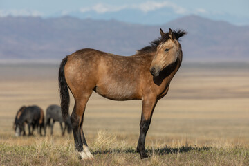 Wild Horse in the Utah Desert in Spring
