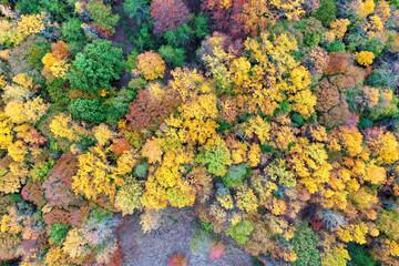 Drone view of trees in Autumn