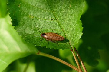 Bernstein-Waldschabe auf einem Blatt	