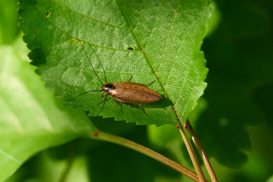 Bernstein-Waldschabe auf einem Blatt	