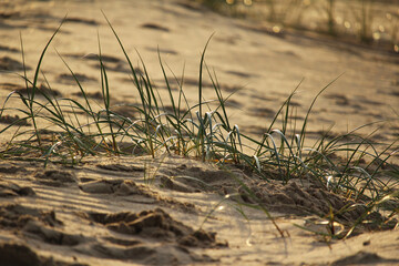 The coastal plant Marram grass (Ammophila) growing on a sand dune backlit by low evening light. Golden Hour on the Zeeland coast.
