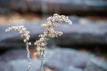 Close up, selective focus shot of an unidentified shrub or plant, all dried up for the winter season, with a blurred background and space for copy.