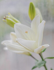Fototapeta na wymiar White Flower Blooming