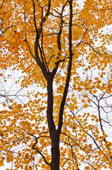 582-42 Backlit Maple Tree